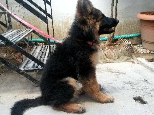 Πωλείται Γερμανικός Ποιμενικός