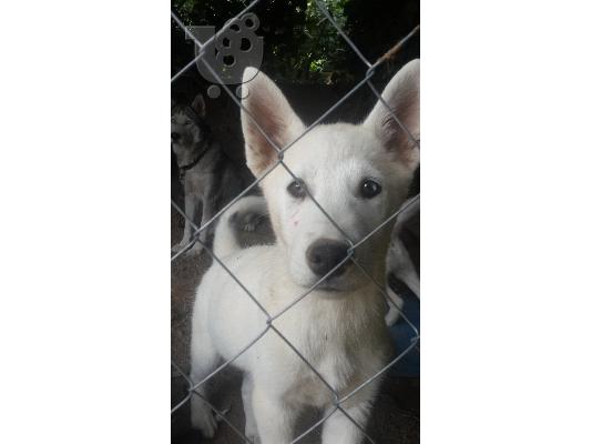 Siberian Husky Original Colour for sale!