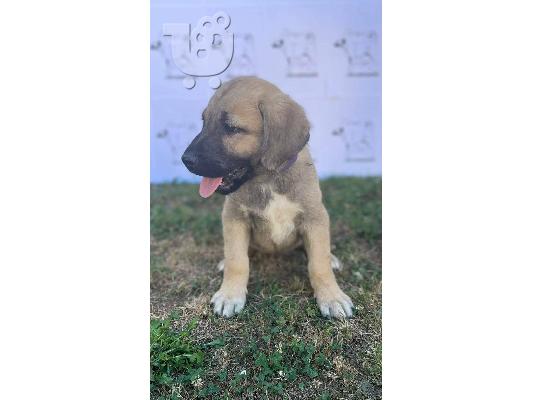 Τουρκικό Kangal κουτάβια προς πώληση