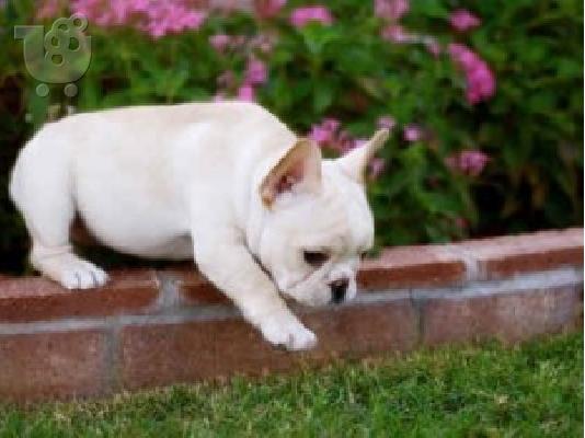 Παιχνιδιάρικα κουτάβια Pomeranian διαθέσιμα