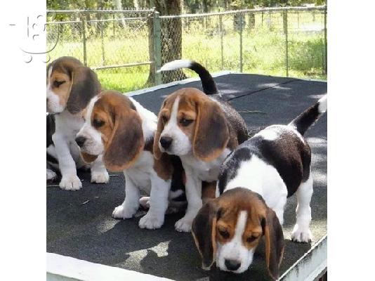 PoulaTo: Εδώ παρουσιάζουμε τα υπέροχα κουτάβια Beagle έτοιμα να επαναπροσδιοριστούν,