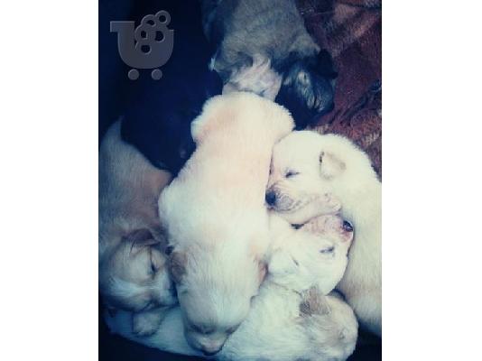 PoulaTo: ΧΑΡΙΖΟΝΤΑΙ ΗΜΙΑΙΜΑ ΚΟΥΤΑΒΑΚΙΑ