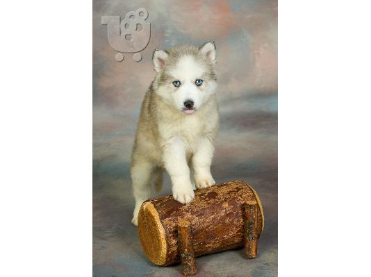 Siberian Husky blue eyes