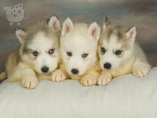 HUSKY SIBERIAN