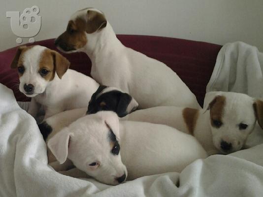 PoulaTo: JACK RUSSEL