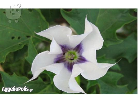 50 Σποροι Ασπρης Datura