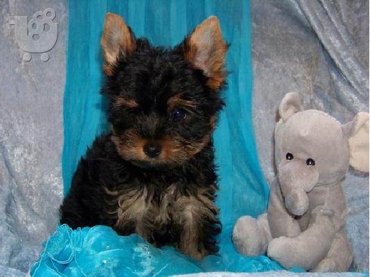 PoulaTo: Αρσενικά και θηλυκά κουτάβια Yorkshire Terrier.
