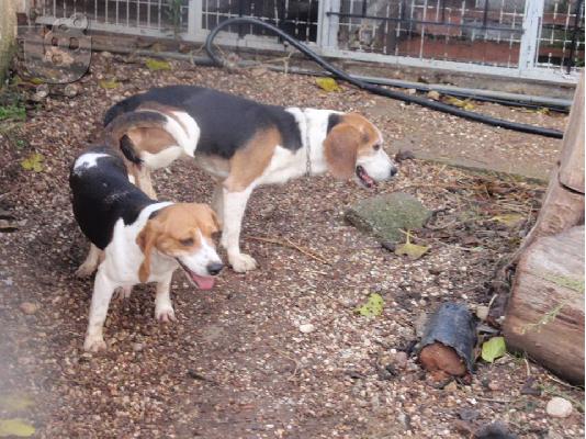 PoulaTo: ΜΠΙΓΚΛ BEAGLE