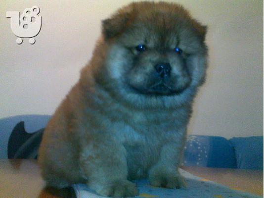 PoulaTo: Τσόου Τσόου – 400 euro