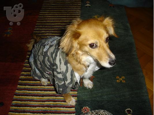 Δωρίζεται Σκύλος θηλυκού γένους