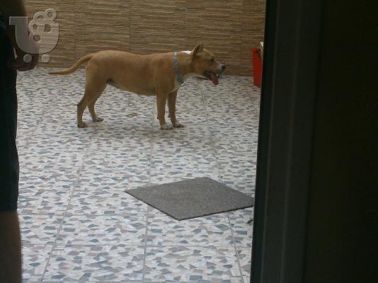 STAFFORDSHIRE bull terrier