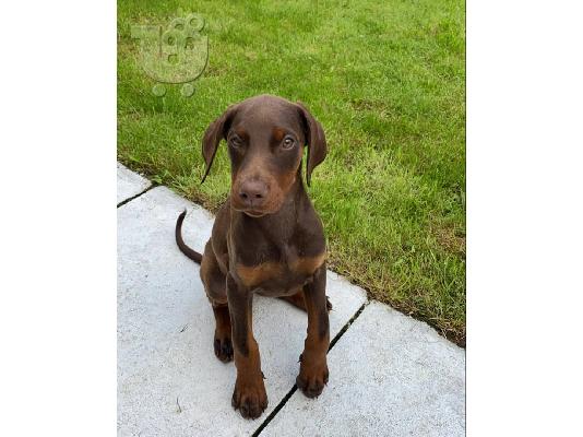 Doberman puppies