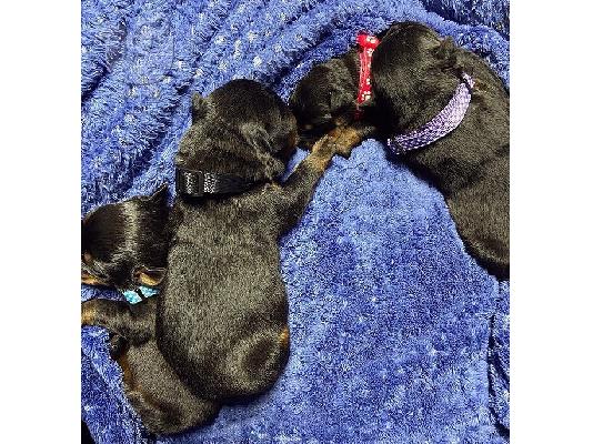 PoulaTo: Adorable Rottweiler Puppy For Sale