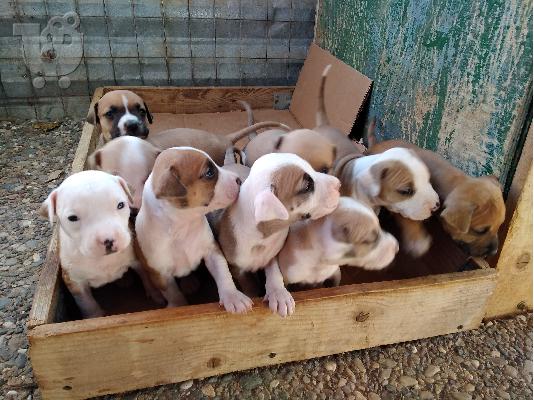 PoulaTo: AMERICAN PIT BULL ΚΟΥΤΑΒΙΑ