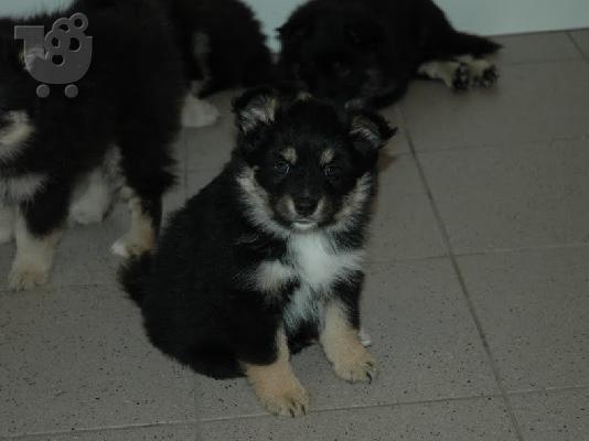 PoulaTo: lapphund κουτάβια για μια όμορφη και φροντίδα στο σπίτι ..