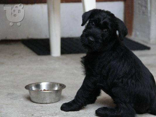 PoulaTo: Schnauzer Standard - Κανονικό Σνάουτσερ