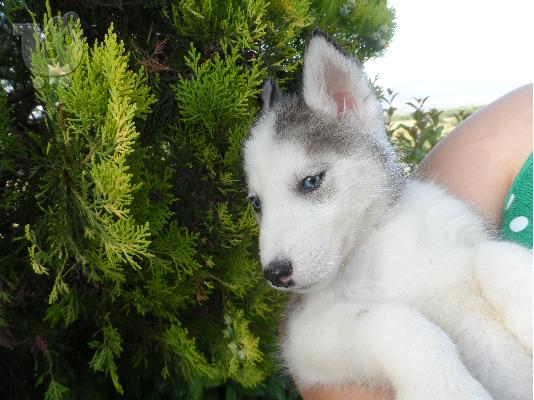 PoulaTo: Siberian Husky