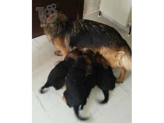 PoulaTo: Xαρίζονται θηλυκά κουταβάκια ημίαιμα Γερμανικού λυκόσκυλου