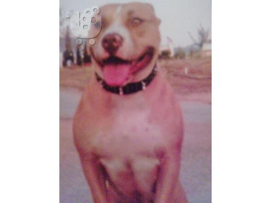 Διατίθοντε pitbull