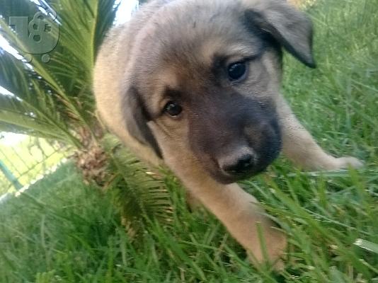 Χαρίζονται πανεμορφα κουταβακια