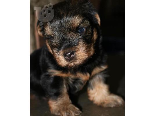 PoulaTo: Μικρή Yorkie