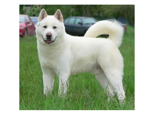 akita inu koutavia