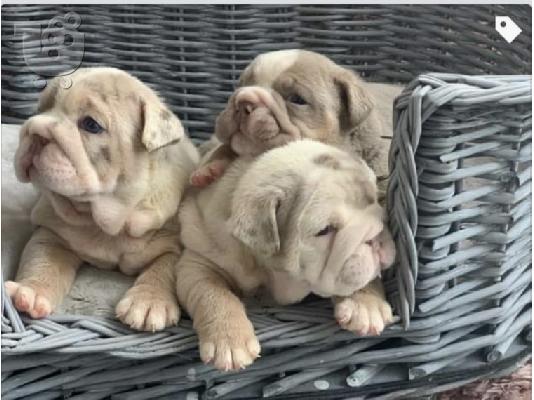 PoulaTo: Cățeluși drăguți de buldog englezesc