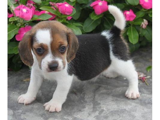 PoulaTo: κορυφαία ετοιμοπαράδοτα beagle