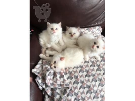 birman x ragdoll