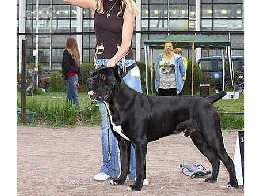 Cane Corso καθαροαιμα κουταβακια 6988190151 ΑΘΗΝΑ/ΘΕΣΣΑΛΟΝΙΚΗ...