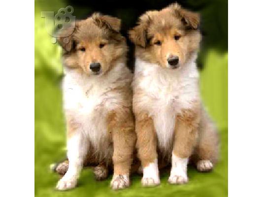 PoulaTo: Collie καθαρόαιμα