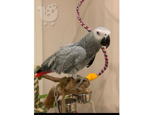 PoulaTo: Το African Gray Baby είναι έτοιμο να βρει ένα νέο σπίτι. Α