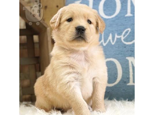Lovely Golden retriever κουτάβια Διατίθεται προς πώληση.