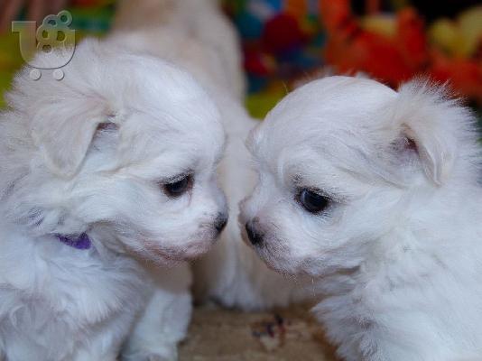 Lovely Maltes Pups Πλήρως δοκιμασμένο για την υγεία