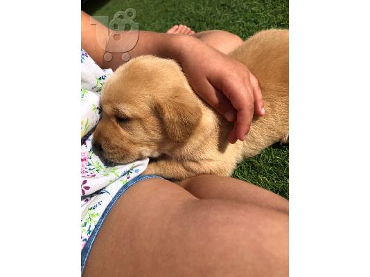 Προς πώληση Labrador Retriever Σκύλοι και κουτάβια