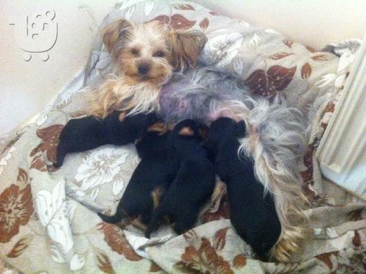 PoulaTo: pwlountai katharoaima yorkshire