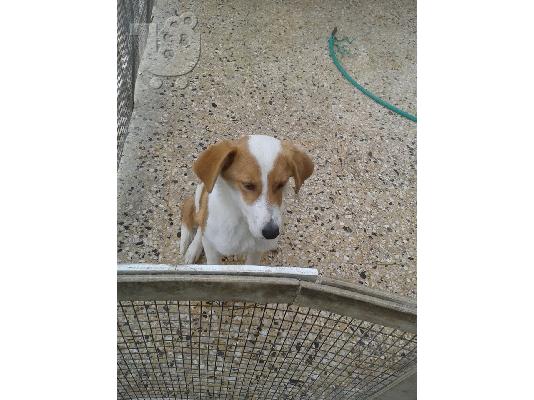 Κουταβακι χαριζεται