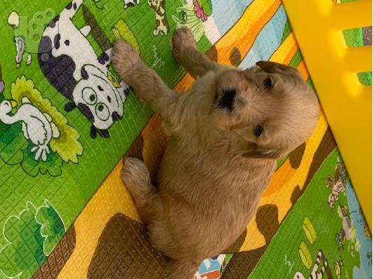 PoulaTo: Το Labradoodles είναι έτοιμο να φύγει τώρα