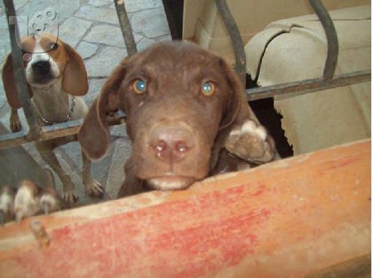 PoulaTo: Σοκολατια κουταβουλα χαριζεται