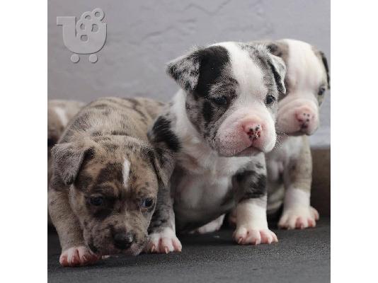 Pitbull -