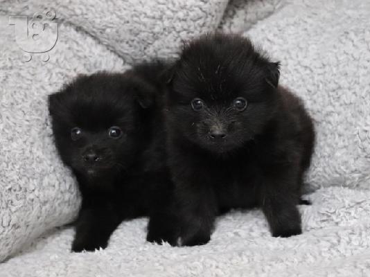 POMERANIAN