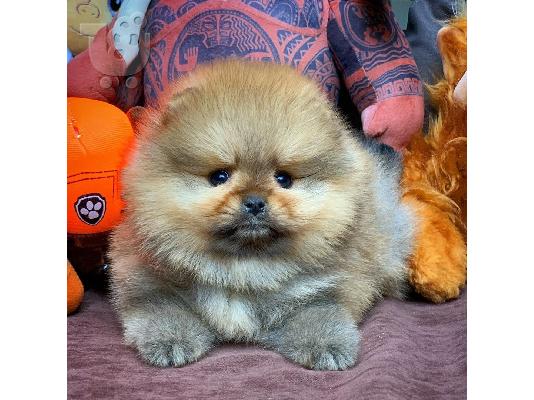 POMERANIAN
