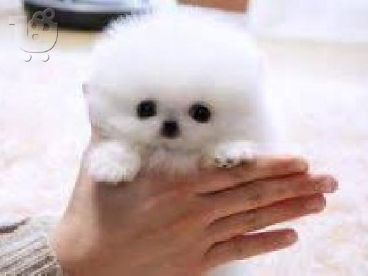 PoulaTo: Όμορφα Pomeranian κουτάβια Διαθέσιμο