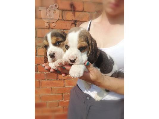 Διαθέσιμα κουτάβια Beagle