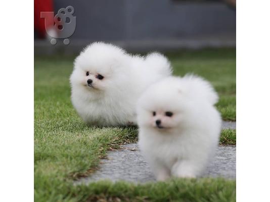 PoulaTo: super Pomeranian κουτάβια διαθέσιμα τώρα
