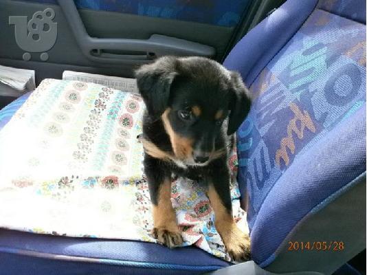 Κουταβακι χαριζεται