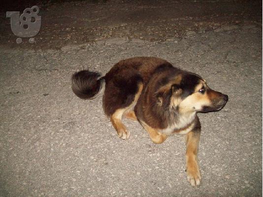 Σκυλιτσα χαριζεται