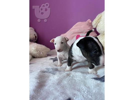 Μινιατούρα κουτάβια Bull Terrier