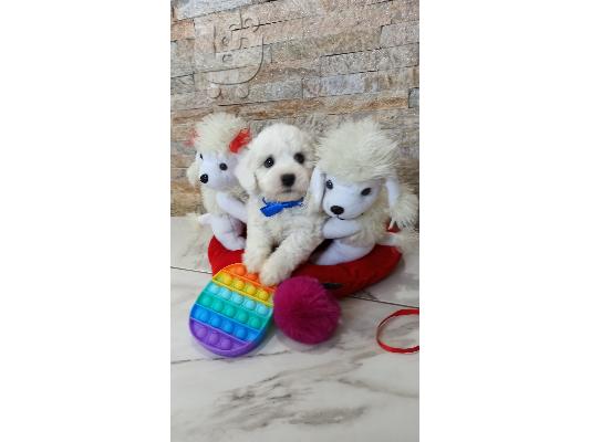 Bichon Frize