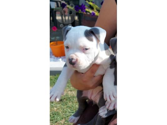 PoulaTo: American Staffordshire Terrier Κουτάβια Blueline